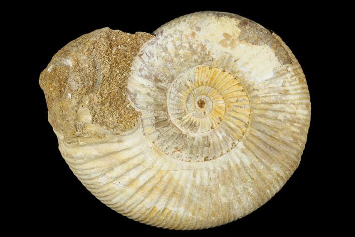 Jurassic Ammonite (Perisphinctes) Fossil - Madagascar #182014